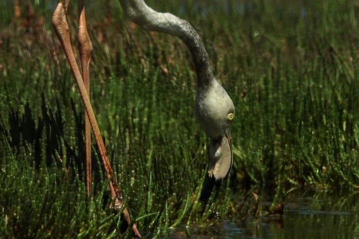 Sandwich Harbour and Pelican Point Full-Day Coastal Tour from Walvis Bay photo 4