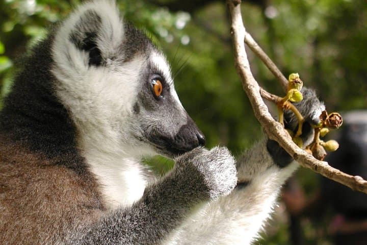 Madagascar Lemur Adventure: Andringitra, Tsaranoro & Ifaty 15-Day Trek photo 2