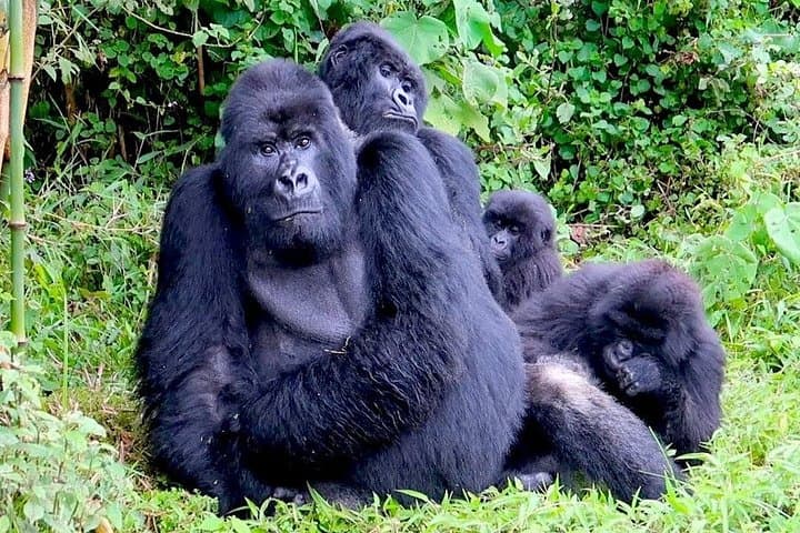 3-Day Gorilla and Golden Monkey Trek in Rwanda’s Volcanoes National Park photo 1