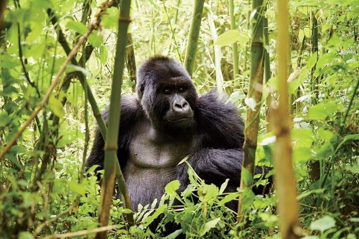 Two Days to the Gorillas: Uganda Transfer & Bwindi Trek from Kigali photo 3