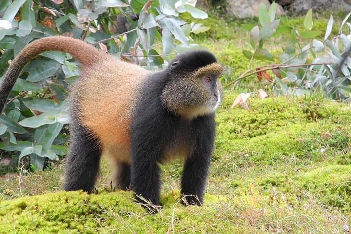 3-Day Gorilla and Golden Monkey Trek in Rwanda’s Volcanoes National Park photo 3