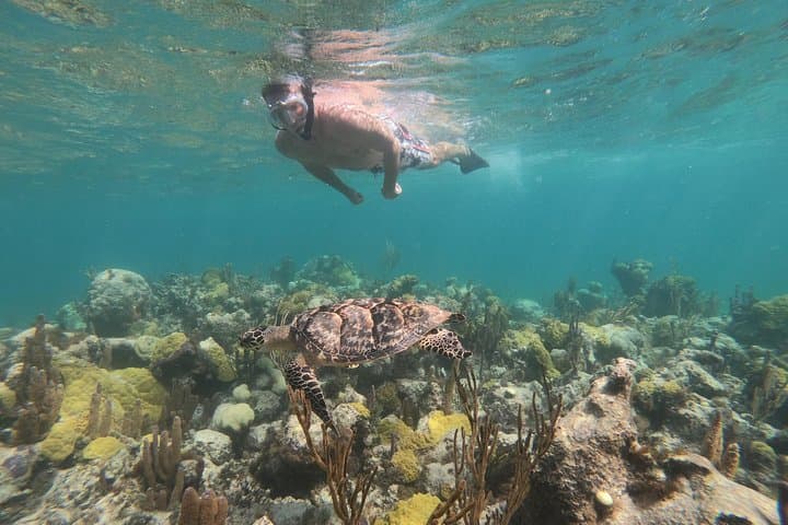 Half-Day Snorkel Cruise from Providenciales: Iguana Island & Grace Bay Beach photo 1
