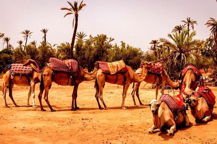 Camel Ride in Marrakech Palmeraie: 90-Minute Camel Tour with Berber Visit photo 4
