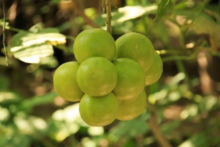 Authentic Rural Mexican Experience: Piedra de Moros Village & Traditional Healing from Huatulco photo 4