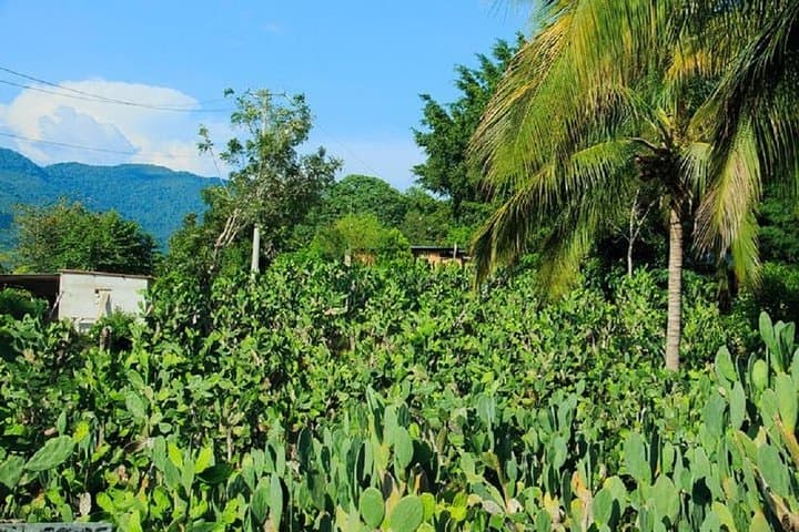 Authentic Rural Mexican Experience: Piedra de Moros Village & Traditional Healing from Huatulco photo 6
