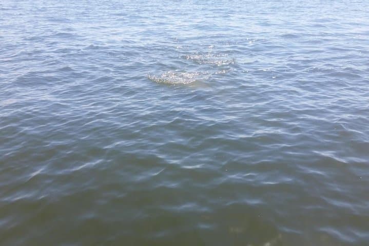 Tampa Celebrity Homes Boat Tour: Davis Islands & Dolphin-Watching Cruise photo 6