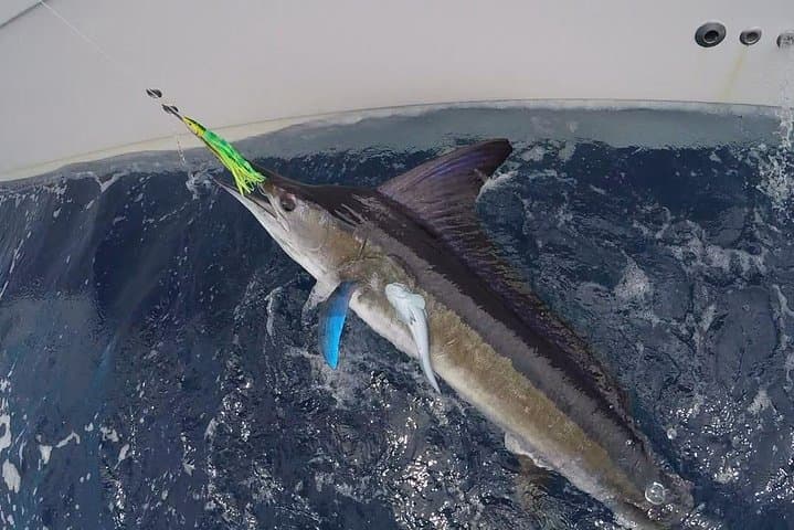 Private Half-Day Deep-Sea Fishing Charter in Providenciales on Angler Management photo 2
