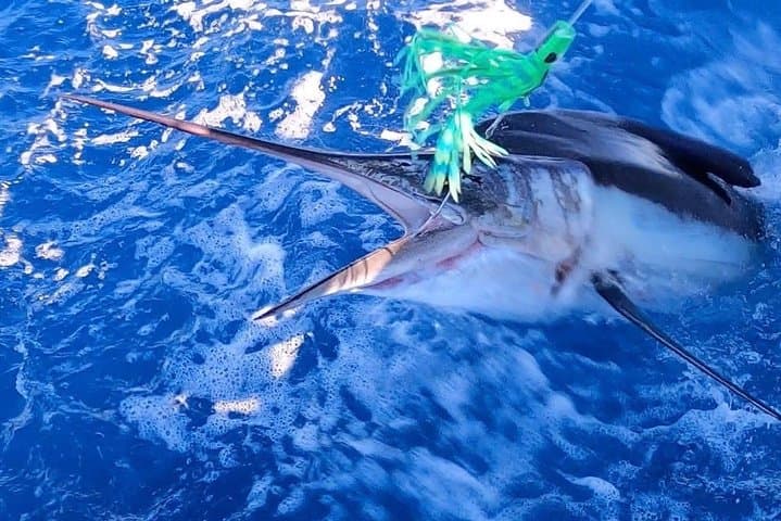 Private Half-Day Deep-Sea Fishing Charter in Providenciales on Angler Management photo 3