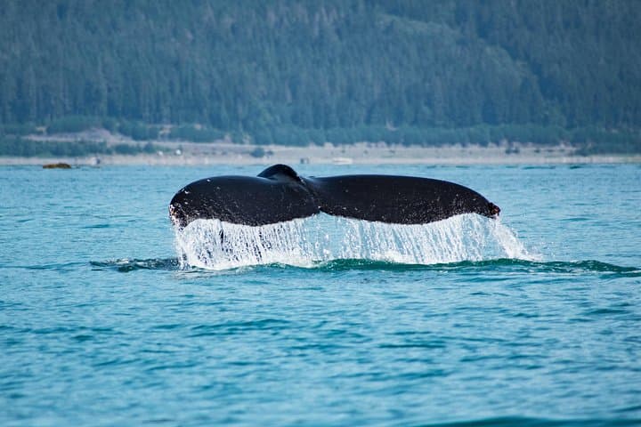Juneau Whale Watching Cruise with Mendenhall Glacier Stop — Live-Narrated Marine Safari photo 6
