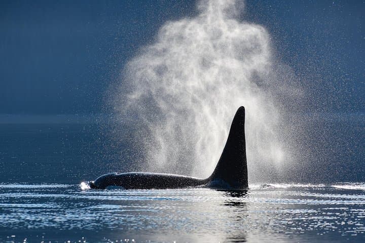 Juneau Whale Watching Cruise with Mendenhall Glacier Stop — Live-Narrated Marine Safari