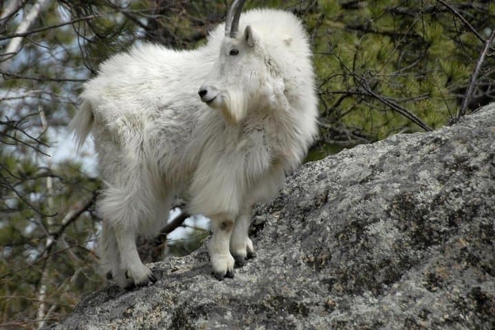 Mount Rushmore, Crazy Horse & Bison Safari: Needles Highway and Iron Mountain Scenic Tour photo 3
