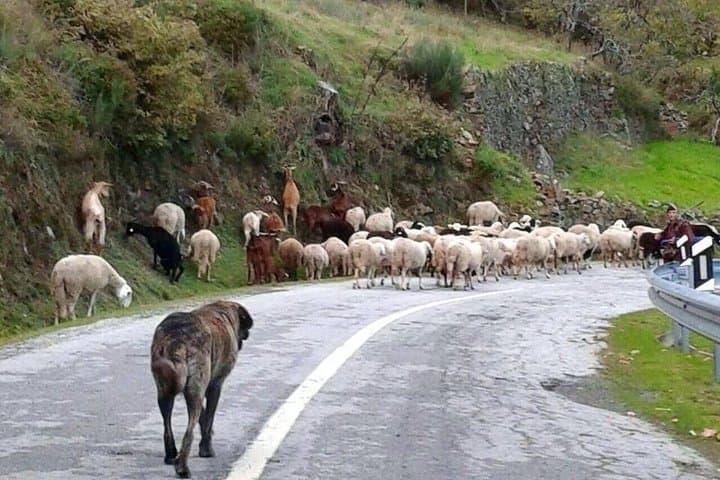Serra da Estrela Full-Day Private Tour from Lisbon — Torre, Sabugueiro & Cheese photo 6