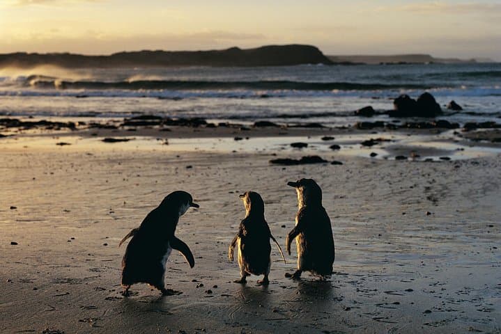 Phillip Island Penguin Parade & Koala Reserve Day Trip from Melbourne