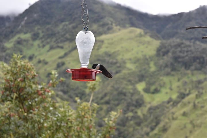 La Carbonera to Machín: Wax Palms, Peasant Lunch and Thermal Springs near Salento photo 4