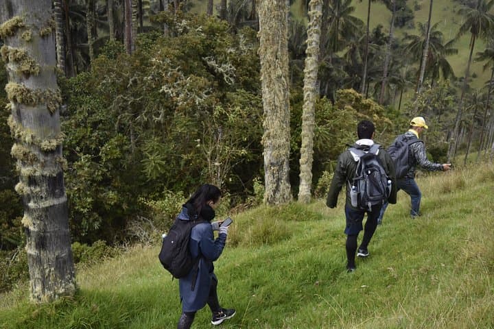 La Carbonera to Machín: Wax Palms, Peasant Lunch and Thermal Springs near Salento photo 5