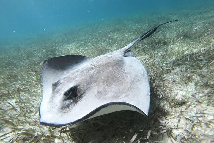 Snorkel the Belize Barrier Reef: Green Morays & Sting Ray Alley Adventure photo 1