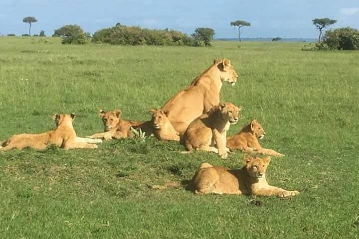 Big Cat Exclusive Safari in Kenya: Ultimate Wildlife Adventure Through Iconic Game Parks photo 5