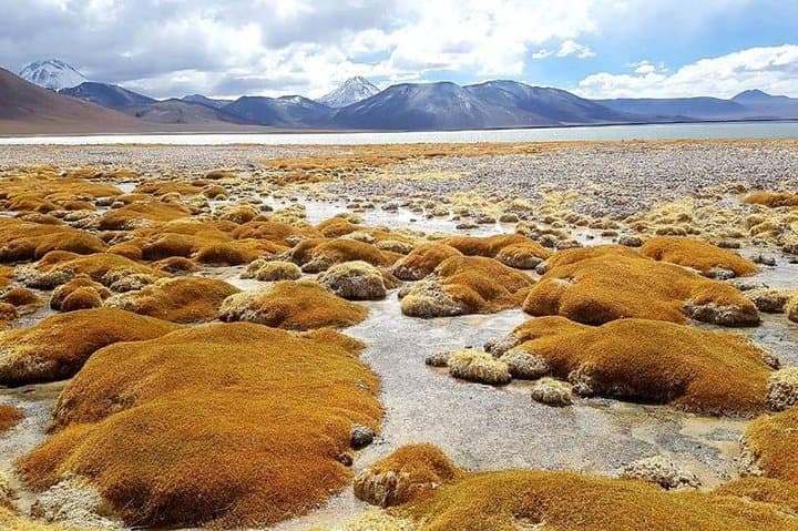 Laguna Lejía & Geyser Solitario: Private High-Altitude Expedition from San Pedro de Atacama photo 3