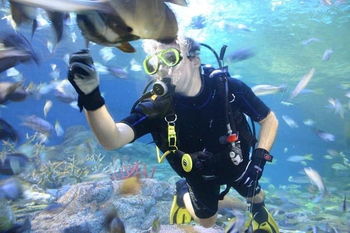 Inside Pattaya Underwater World: Sharks, Rays and Tropical Tanks