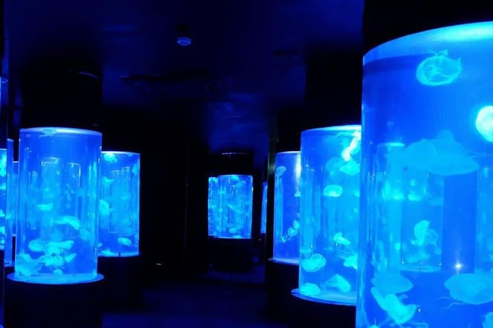 Inside Pattaya Underwater World: Sharks, Rays and Tropical Tanks photo 3