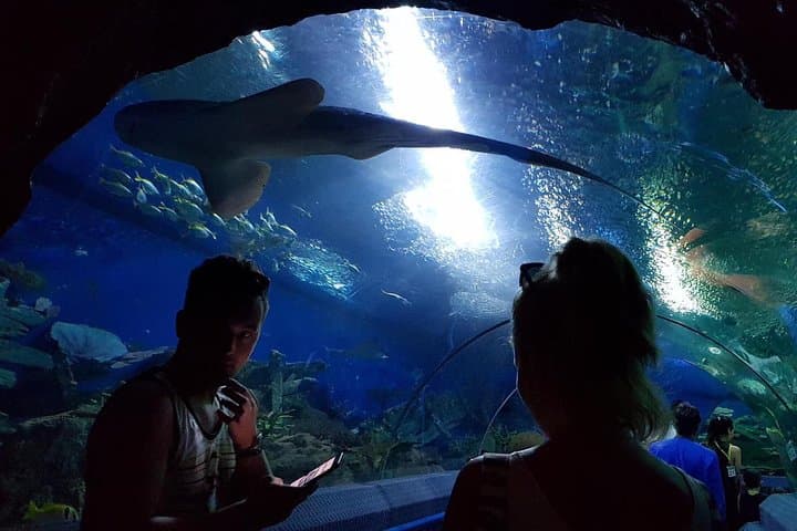 Inside Pattaya Underwater World: Sharks, Rays and Tropical Tanks photo 4