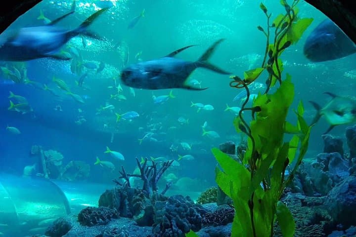 Inside Pattaya Underwater World: Sharks, Rays and Tropical Tanks photo 5