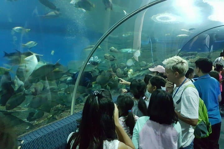 Inside Pattaya Underwater World: Sharks, Rays and Tropical Tanks photo 6