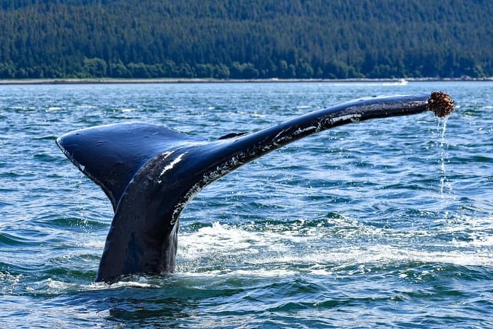 Juneau Lighthouse & Whale Watching Combo: Sentinel Island Tours photo 4