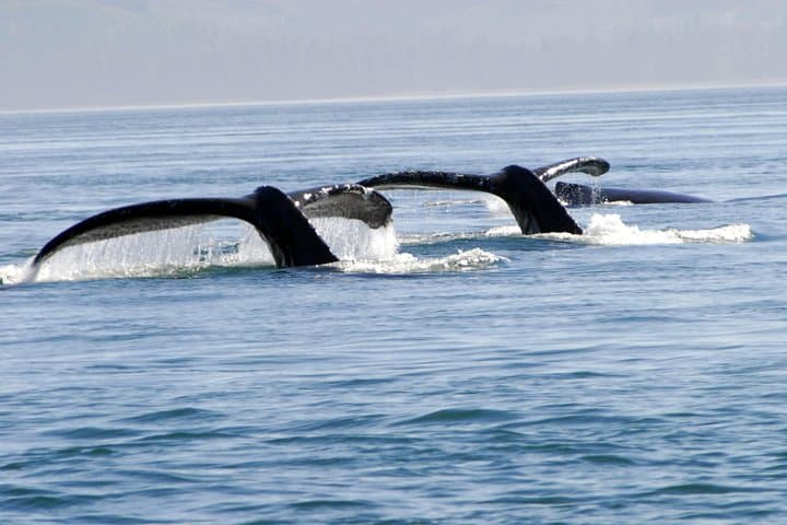 Juneau Lighthouse & Whale Watching Combo: Sentinel Island Tours photo 5