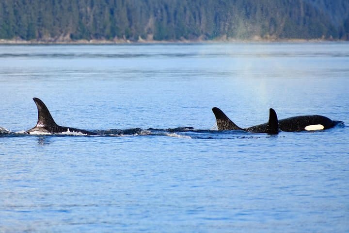 Juneau Lighthouse & Whale Watching Combo: Sentinel Island Tours photo 6