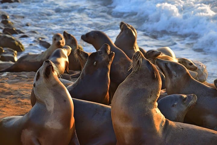 Self-Guided La Jolla Walking Tour: Prospect Street to Sunny Jim Sea Cave photo 3