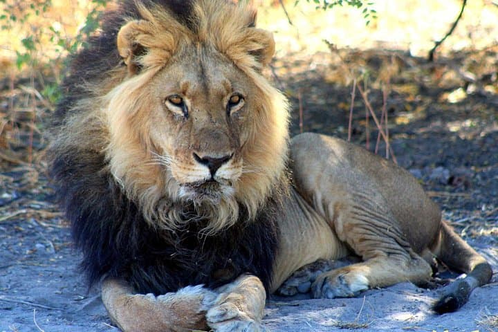3-Day Central Kalahari Game Reserve Safari — Deception Valley Camping & Game Drives
