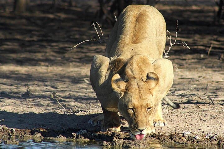 3-Day Central Kalahari Game Reserve Safari — Deception Valley Camping & Game Drives photo 2