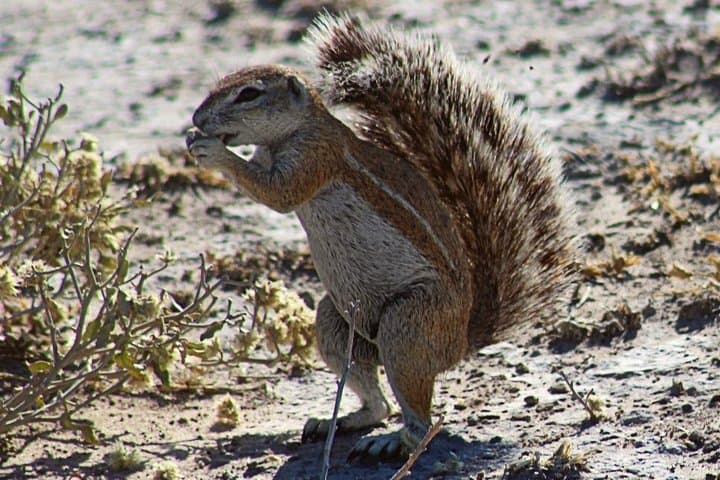 3-Day Central Kalahari Game Reserve Safari — Deception Valley Camping & Game Drives photo 3