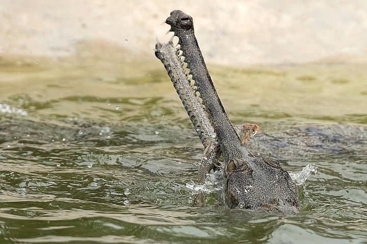 8-Day Nepal Highlights Tour: Kathmandu, Pokhara & Chitwan Adventure photo 3