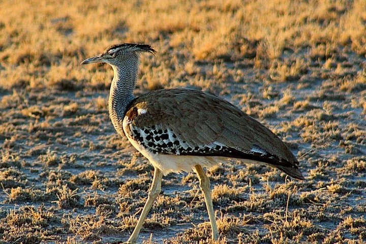 3-Day Central Kalahari Game Reserve Safari — Deception Valley Camping & Game Drives photo 4