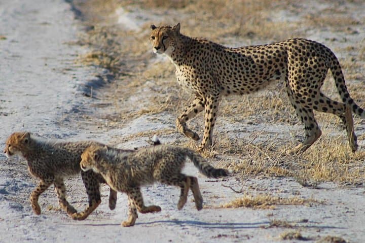 3-Day Central Kalahari Game Reserve Safari — Deception Valley Camping & Game Drives photo 5