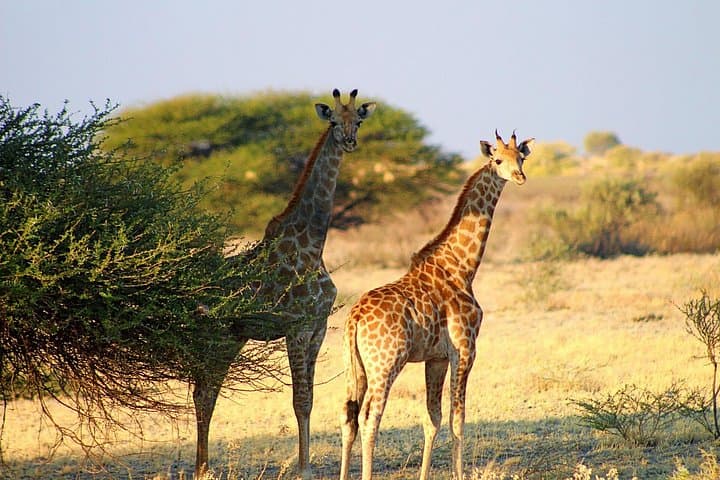 3-Day Central Kalahari Game Reserve Safari — Deception Valley Camping & Game Drives photo 6