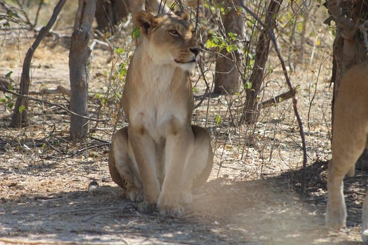Moremi One-Day Game Drive Safari: Day Trip from Maun into the Okavango Delta photo 2