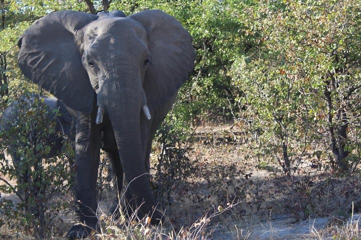 Moremi One-Day Game Drive Safari: Day Trip from Maun into the Okavango Delta photo 4