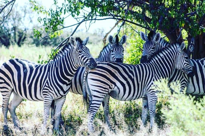 Moremi One-Day Game Drive Safari: Day Trip from Maun into the Okavango Delta photo 6