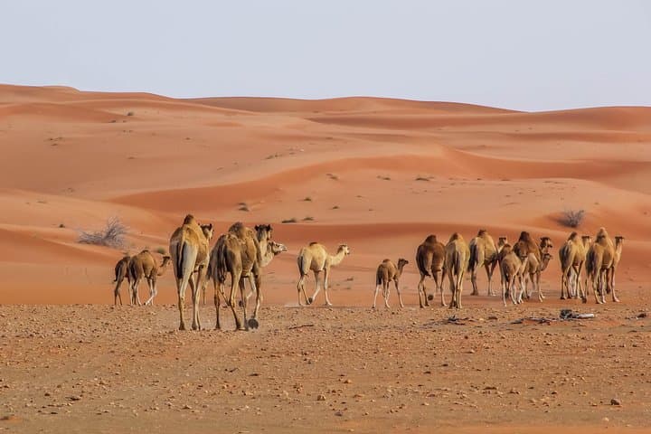 Liwa Overnight: Desert Camping Safari on the Edge of the Empty Quarter photo 4