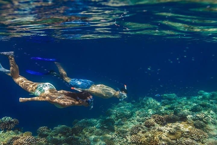 Night Snorkeling in Dhiffushi Island: Bioluminescent Reefs & Nocturnal Marine Life