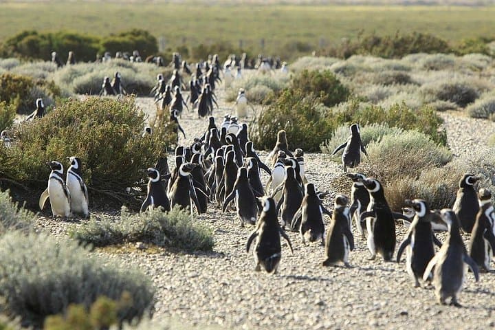 Valdés Peninsula Day Trip from Puerto Madryn — Magellanic Penguins & Coastal Wildlife photo 2