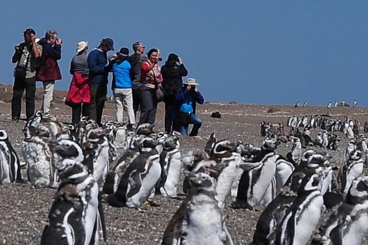 Valdés Peninsula Day Trip from Puerto Madryn — Magellanic Penguins & Coastal Wildlife