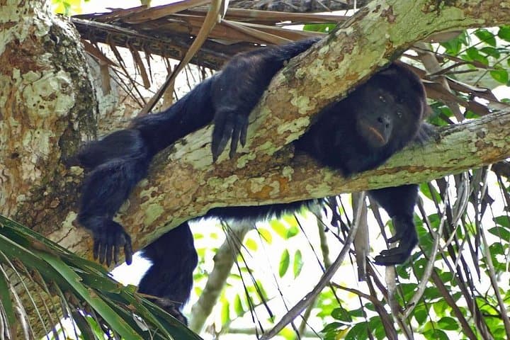 Monkey River Tour from Hopkins — Howler Monkeys, Manatees & Village Lunch