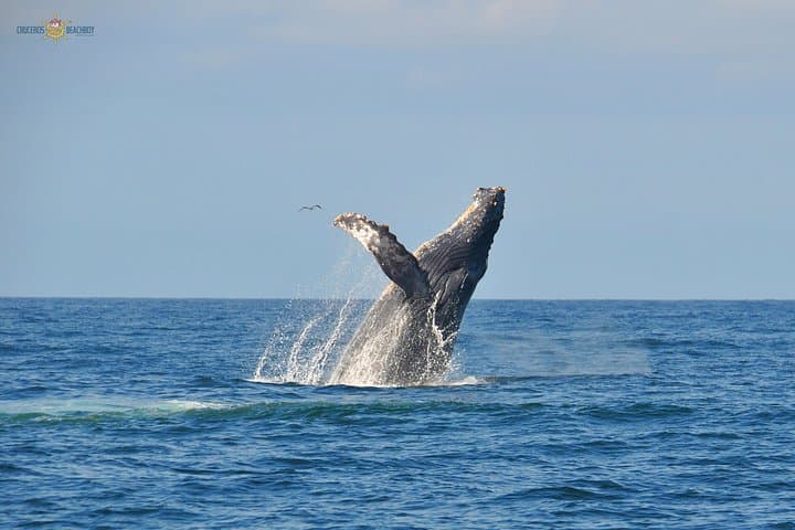 Bahia de Banderas Whale Watching Expedition — Puerto Vallarta Winter Migration Cruise photo 2