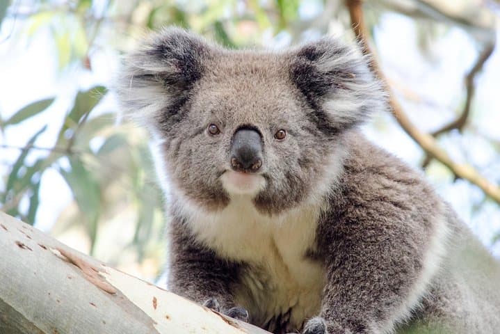 Phillip Island Penguin Parade & Koala Reserve Day Trip from Melbourne photo 2