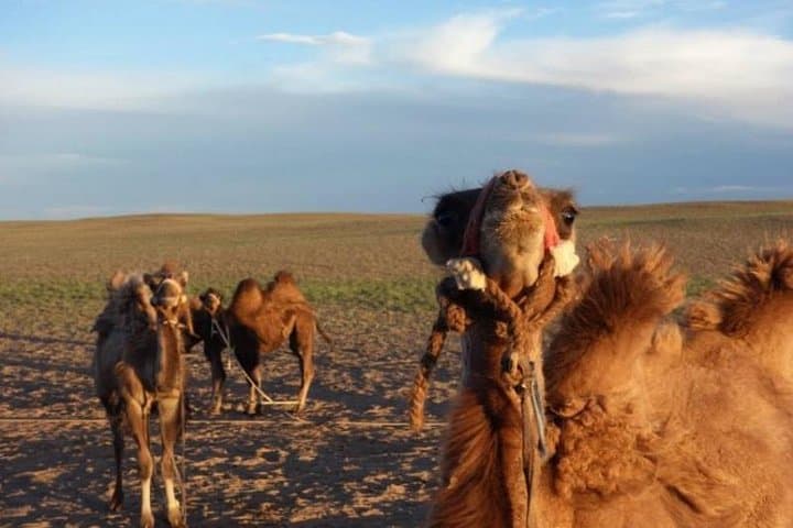7-Day Central Mongolia & Great Gobi: Karakorum, Dunes and Orkhon Waterfall photo 5