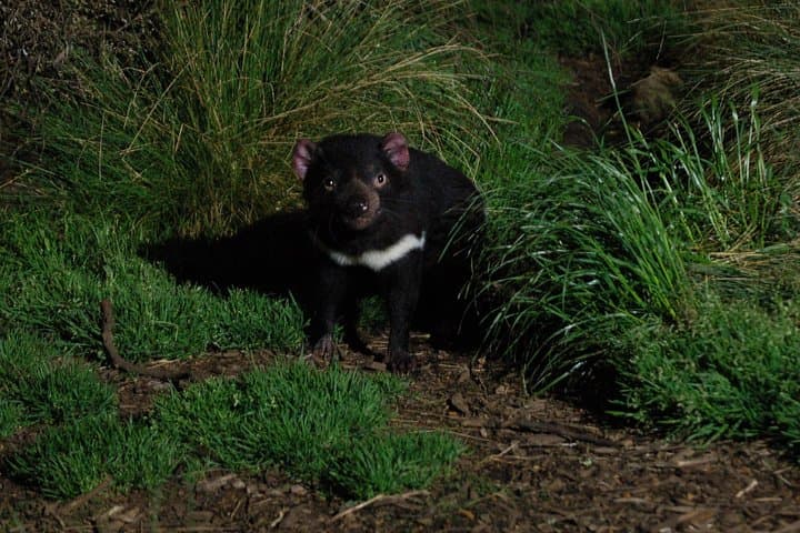 Night Feeding: Tasmanian Devil Tour at Cradle Mountain Sanctuary photo 3